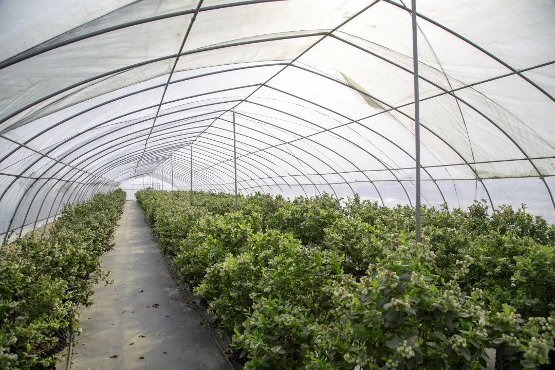 蓝莓园里春管忙百亩花开兆丰年