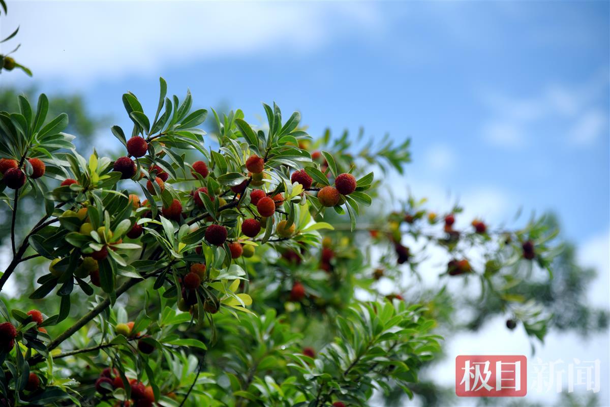 江夏梁子湖畔百亩杨梅林6月3日开园