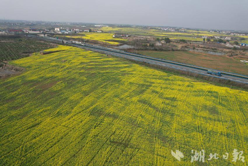 武汉新洲油菜花开春正好