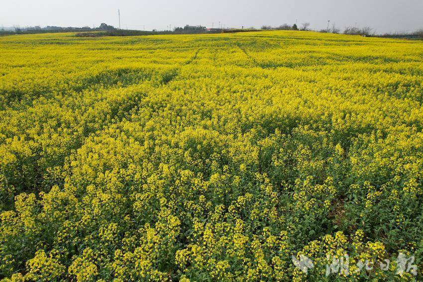 武汉新洲油菜花开春正好