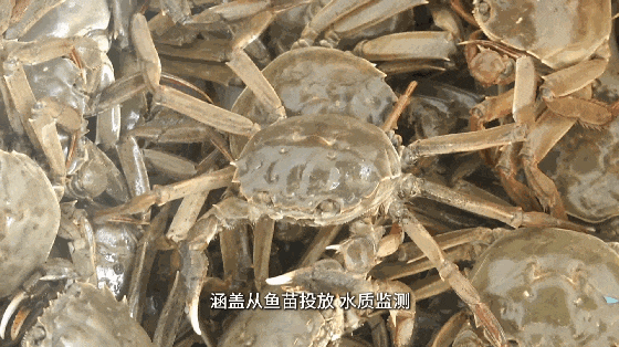 2.18.gif