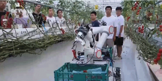 20260801170210637.gif